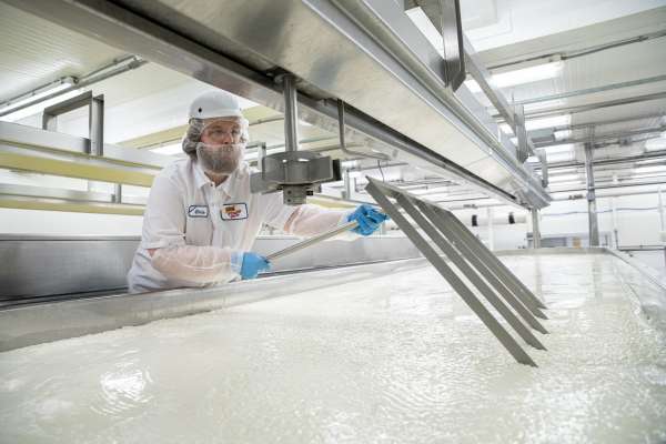 Cheese and dairy manufacturing facility